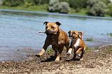 STAFFIE 186